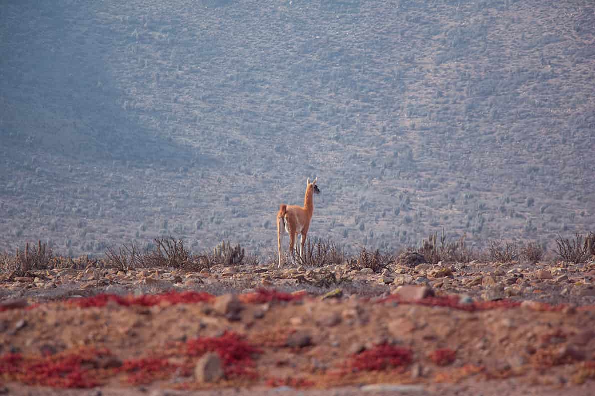  imagen de guanaco en el centro de la imagen 