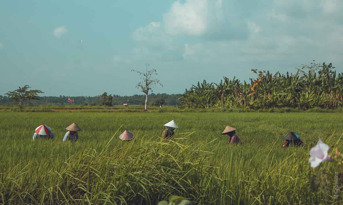 Imagen de una mujer trabajando en los campos de arroz